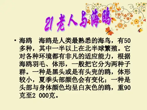 【优质课PPT】最新版六年级语文上册《老人与海鸥》公开课课件4 部编版