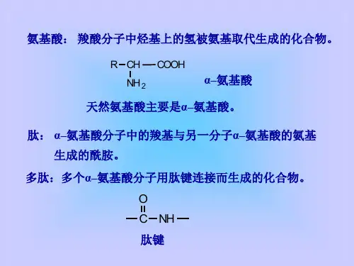 多肽氨基酸蛋白质和核酸