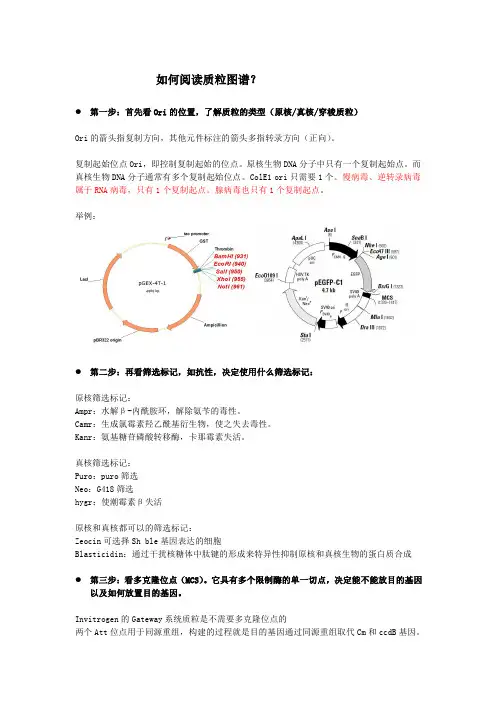如何阅读质粒图谱