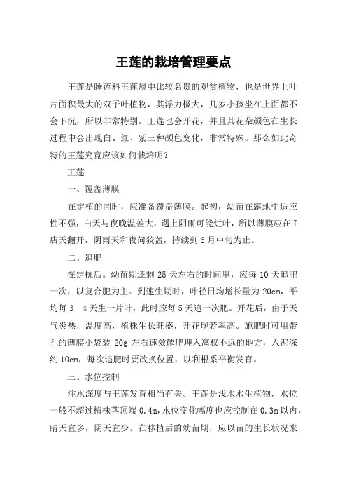 王莲的栽培管理要点