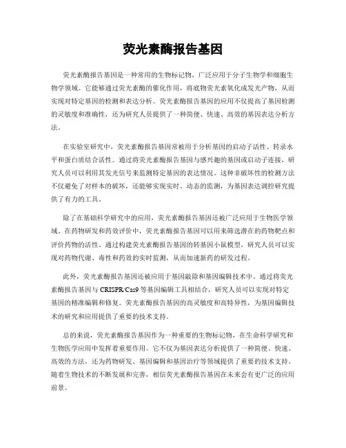 荧光素酶报告基因