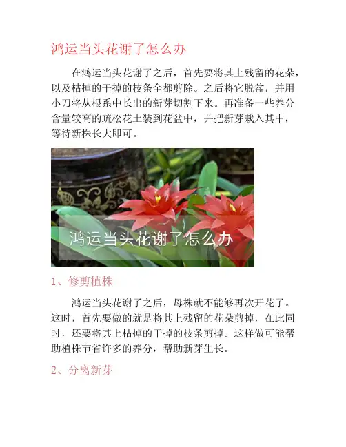 鸿运当头花谢了怎么办-养花技巧