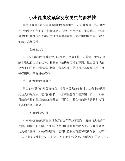 小小昆虫收藏家观察昆虫的多样性