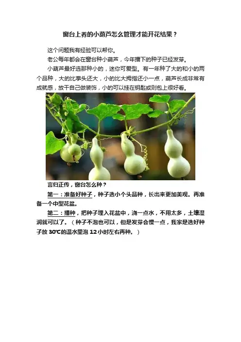窗台上养的小葫芦怎么管理才能开花结果？