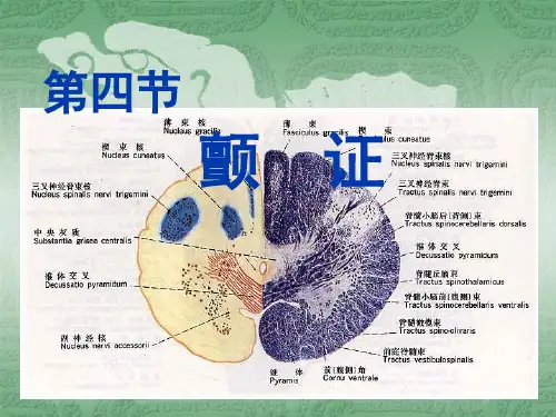 中医内科学--第四节  颤    证