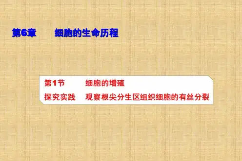 【高中生物】探究实践+观察根尖分生区组织细胞的有丝分裂课件+高一上学期生物人教版必修1