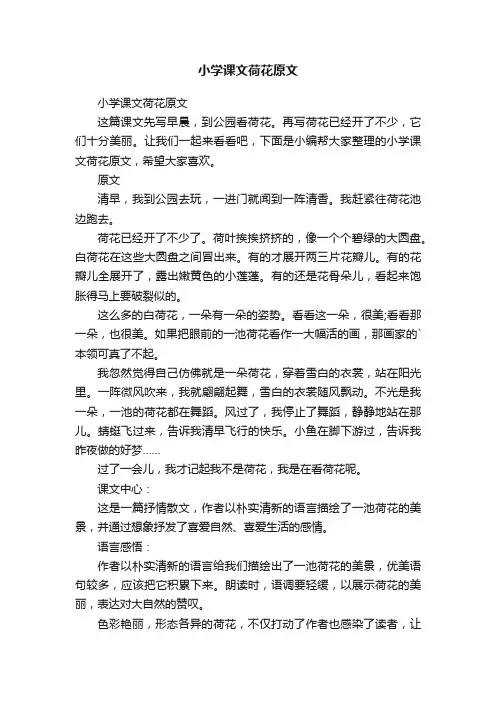 小学课文荷花原文