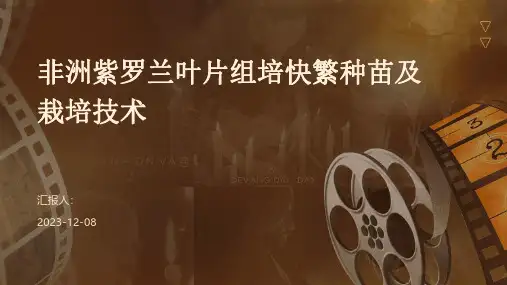 非洲紫罗兰叶片组培快繁种苗及栽培技术