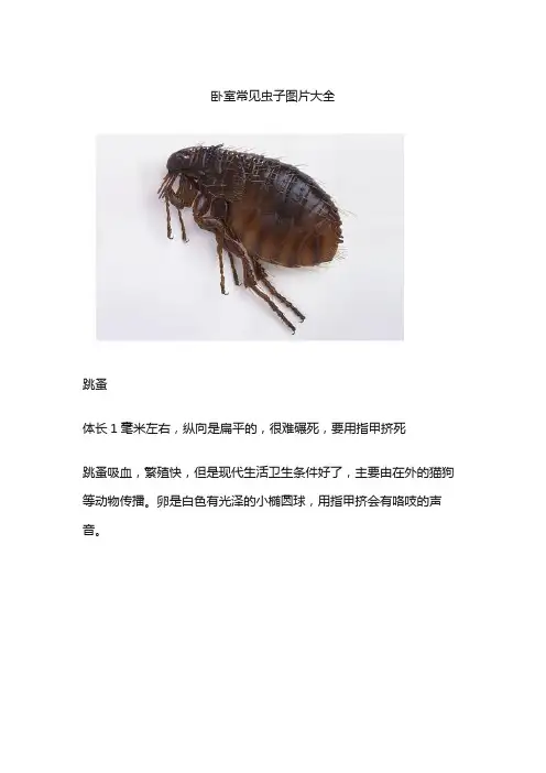 卧室常见虫子图片大全
