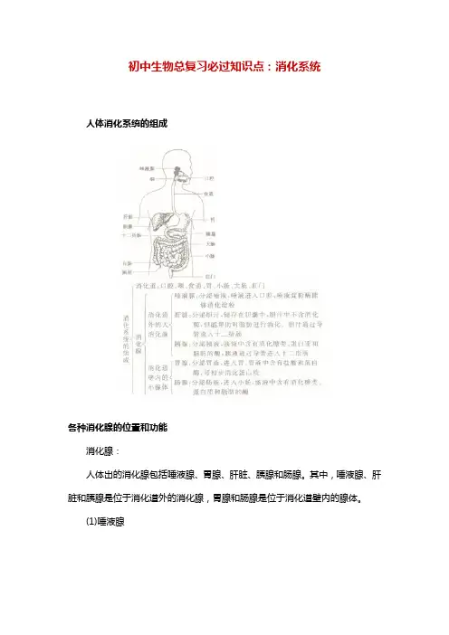 初中生物总复习必过知识点：消化系统