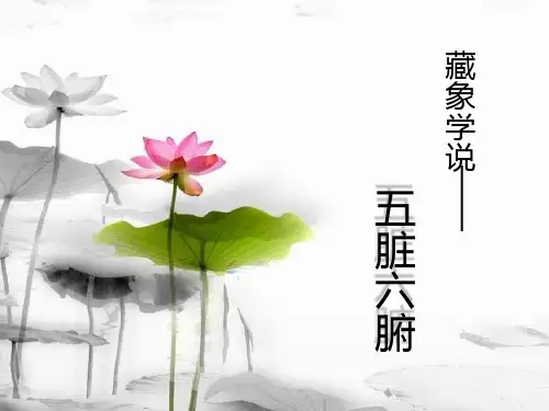 五脏六腑PPT课件
