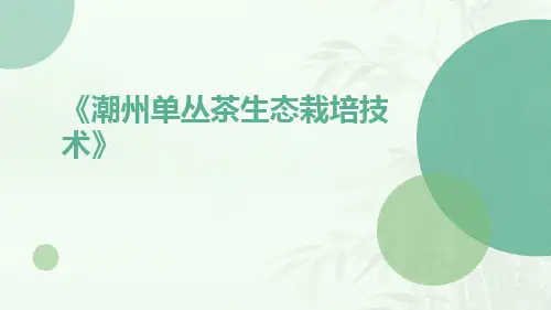 潮州单丛茶生态栽培技术
