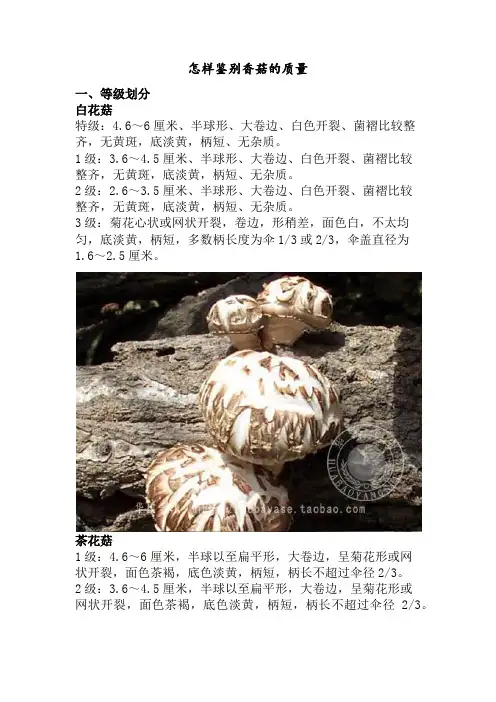 怎样鉴别香菇的质量