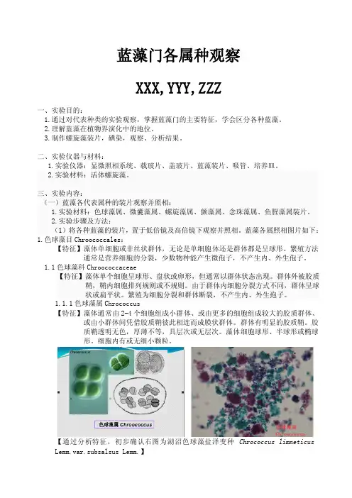 蓝藻形态结构观察与分类