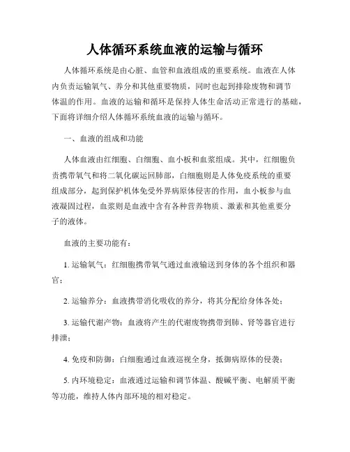 人体循环系统血液的运输与循环