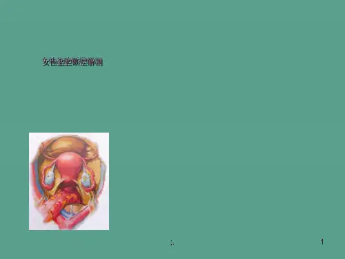 女性盆腔断层解剖ppt课件