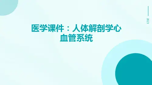 医学课件人体解剖学心血管系统