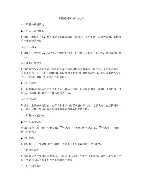 肝胆解剖学知识点总结