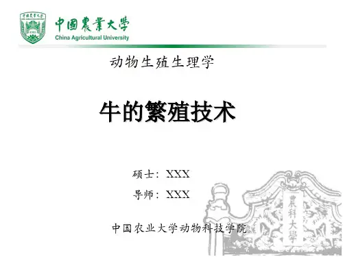 牛的繁殖技术