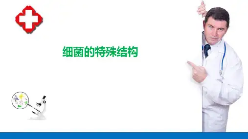 细菌的基础知识—细菌的形态与结构
