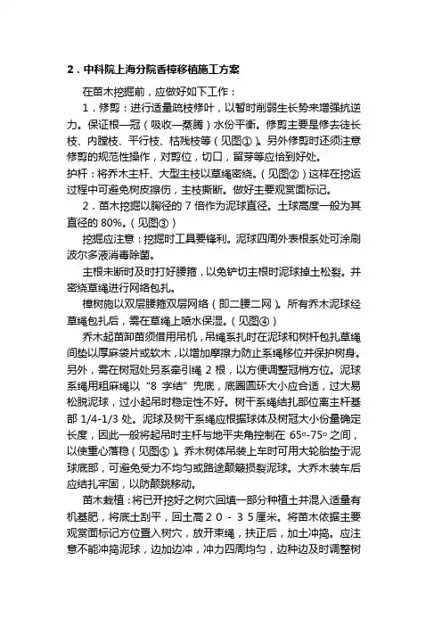 香樟栽植施工方案