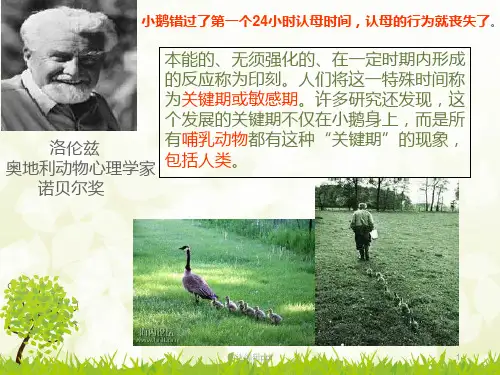 幼儿关键期ppt课件