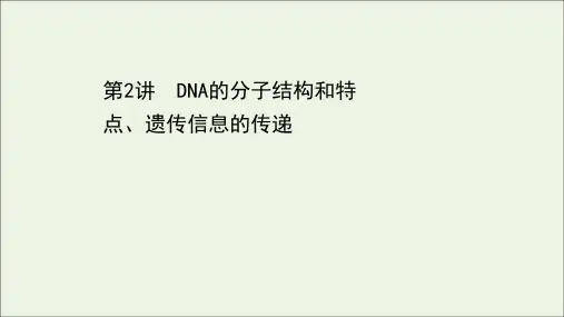 高考生物一轮复习第三单元遗传的分子基础第2讲DNA的分子结构和特点遗传信息的传递课件浙科版必修2