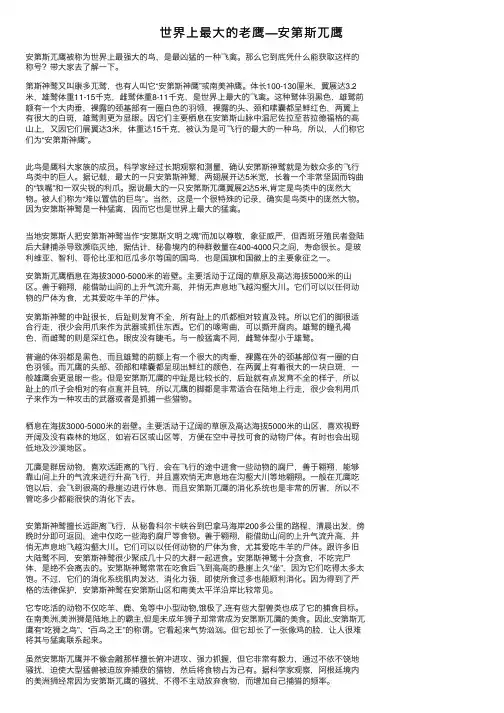 世界上最大的老鹰—安第斯兀鹰