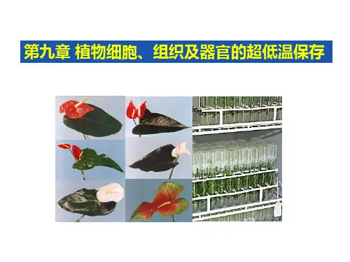 植物组织培养ppt课件