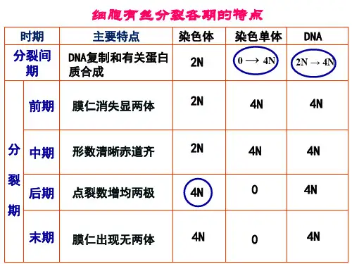 减数分裂 ppt 图文解说
