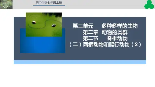 人教版(2024)生物七年级上册+2.2.2++脊椎动物——两栖动物和爬行动物课件