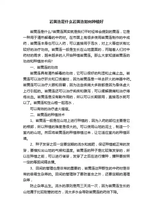 岩黄连是什么岩黄连如何种植好