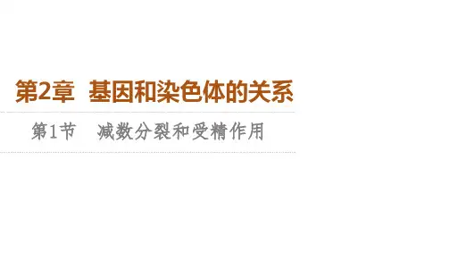 人教版高中生物学必修2  遗传与进化 课件 第2章 第1节 第1课时 减数分裂(含实验)