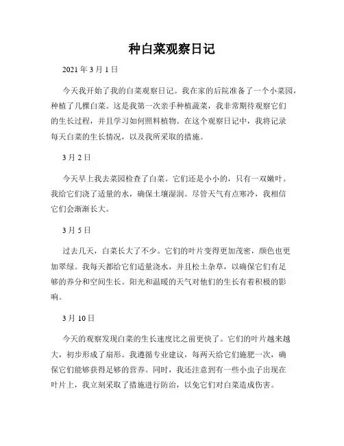 种白菜观察日记