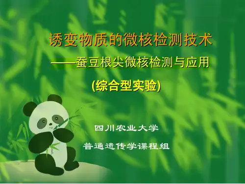 诱变物质的微核检测技术—蚕豆根尖微核检测与应用
