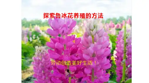 探索鲁冰花养殖的方法 课件-2023-2024学年高一下学期劳动技术