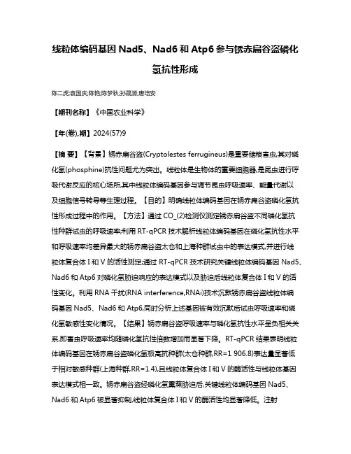 线粒体编码基因Nad5、Nad6和Atp6参与锈赤扁谷盗磷化氢抗性形成