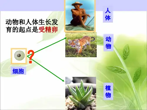 动物体的结构层次