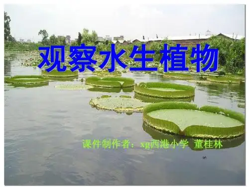 三年级科学上册《一4水生植物》PPT