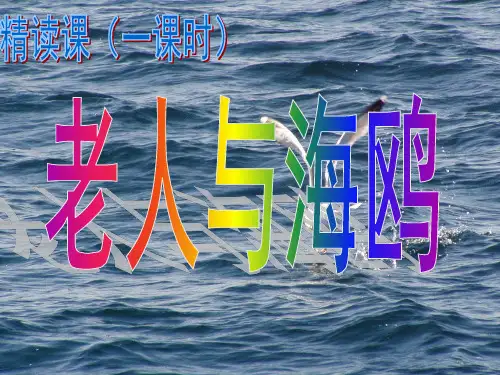 老人与海鸥
