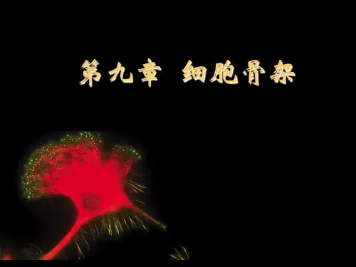 第九章细胞骨架