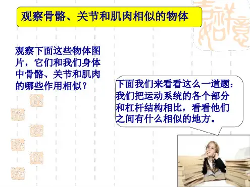 教科版四年级科学上册骨骼关节和肌肉课件1