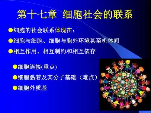 第十七章 细胞社会的联系