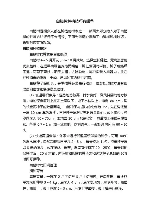 白腊树种植技巧有哪些