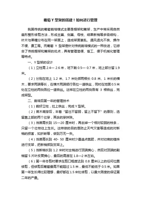 葡萄Y型架的搭建！如何进行管理