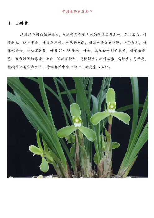中国老品春兰素心