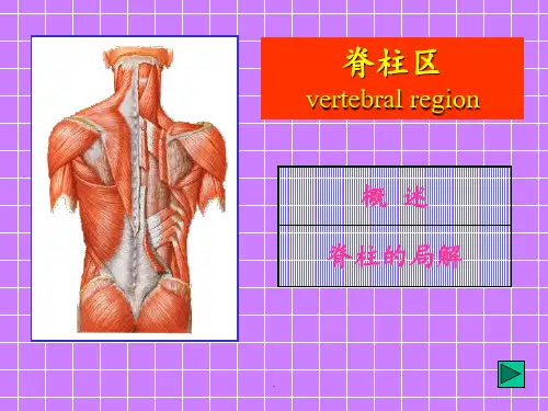 2024年脊柱区局部解剖PPT课件