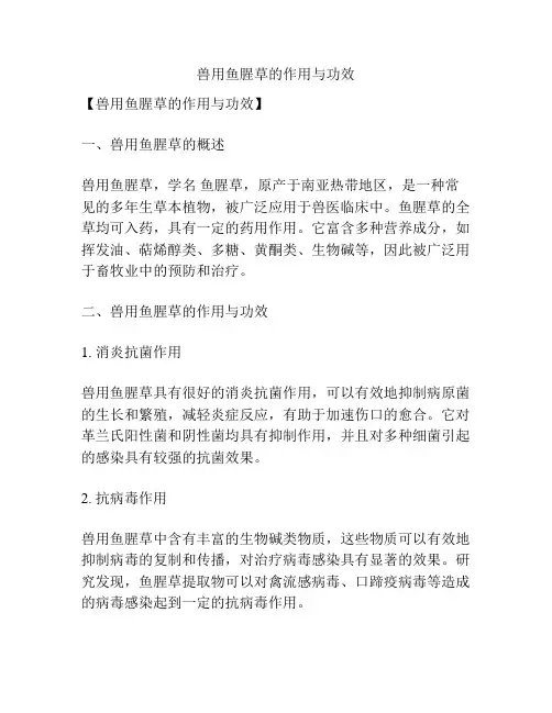 兽用鱼腥草的作用与功效