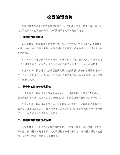 校园的银杏树