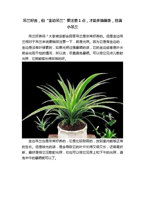 吊兰好养，但“金边吊兰”要注意1点，才能多抽藤条，挂满小吊兰